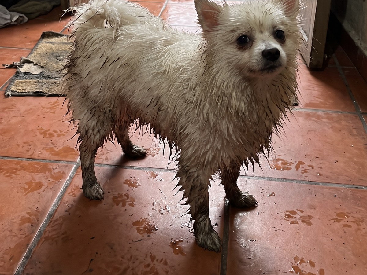 Perro mojado después del paseo